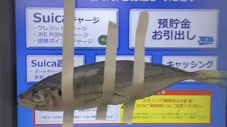 ホモと見るATMに魚を貼り付けまくって逮捕される陽キャ