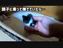 切迫！また子猫にシャーされた【生後24日目の終わり】