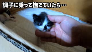 切迫！また子猫にシャーされた【生後24日目の終わり】