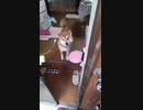 お手がそっけない柴犬