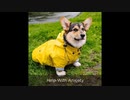 Dog Rain Coats