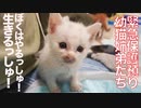 緊急保護預かり幼猫4匹(+3匹)、激闘トイレレスリング