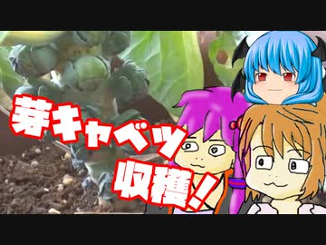 【芽キャベツ】ぼくも料理動画が作りたかった 秋植えがんばる編②