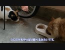 野良猫のシロミケ、100均ハウスでお昼寝していた