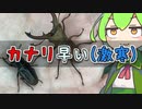 【クワガタ飼育】カナリクラトゥスの羽化はカナリ早い