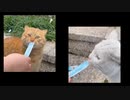 ホモと見るちゅーるを舐めながら喧嘩する猫