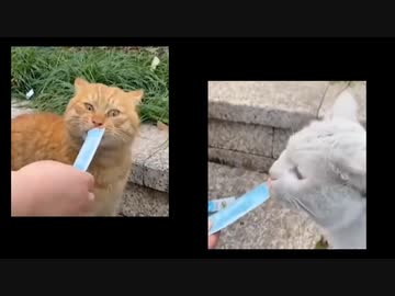 ホモと見るちゅーるを舐めながら喧嘩する猫