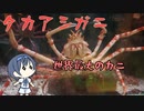 つづみの10秒おさかな解説#23 タカアシガニ