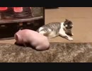 ホモと見るストーブの前でベーコンになりそうな豚を助けるネコ