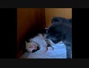 寝ているだけなのに火曜サスペンスの扱いを受ける子猫
