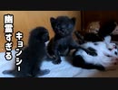 家族がだんだんキョンシー化していく様子【子猫の不思議な姿】