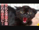 人間嫌いの保護子猫、更に思わぬ事態に…