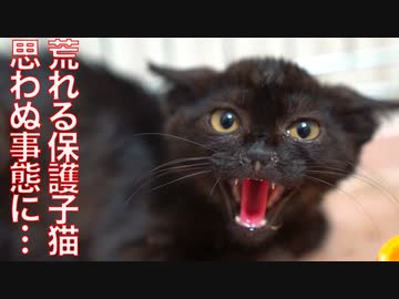 人間嫌いの保護子猫、更に思わぬ事態に…