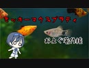 つづみの10秒おさかな解説#24 ミッキーマウスプラティ