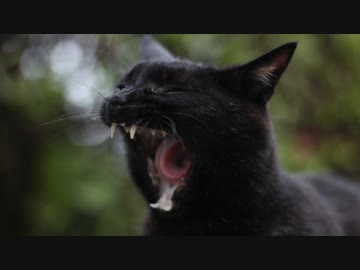 黒猫ひじき the Final