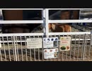 宮崎育成牧場のポニーに会ってきた