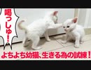 よちよち末っ子イモ幼猫、生きる為の試練が続く
