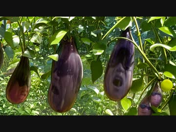 AIに拓也県の夏野菜について紹介してもらう