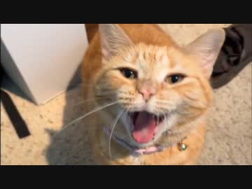 ホモと見る無理やり歌わされる猫