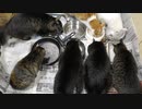 今週のおやつ（本隊）【蒼民家の猫々】