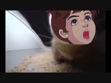kichi kichi chapa chapa