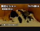 生後25日目の始まり「やばい…見てる」初めて聴く掃除機の音にすごく反応する子猫たち