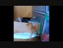 【ショート】初めてのホームシック（子猫チャオの脱出劇）