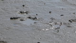 干潟の生きもの風景　ムツゴロウ・サギ・カニ達