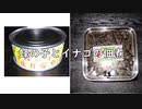 【料理】蜂の子とイナゴの佃煮【昆虫食】