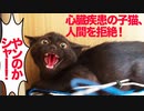 心臓疾患の保護子猫、人間を全力で拒む