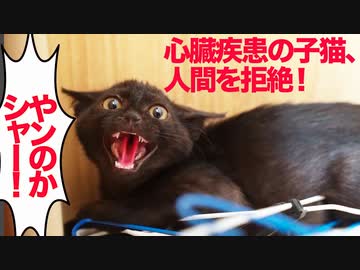 心臓疾患の保護子猫、人間を全力で拒む