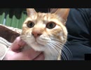 目を丸くする猫