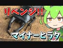【クワガタ飼育】あのマイナーヒラタ、再び…