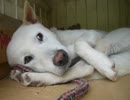 目がぎょろぎょろsleepy dog