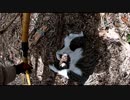 (ぬこ風邪が治った？珍獣襲撃回ｗ)変態忍者の、有害鳥獣駆除従事活動記・その２７１