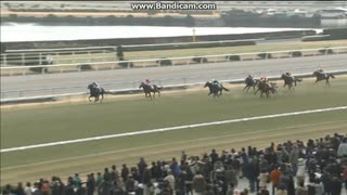 2011 きさらぎ賞　トーセンラー　オルフェーヴルは3着