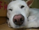 眠たいsleepy dog