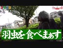 羽虫