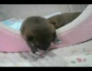 柴犬赤ちゃん　初めての離乳食＆満腹ねんね