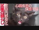 心臓疾患の人間嫌い子猫、珍妙猫たちと対面する