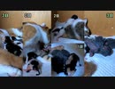 子猫がだんだん大きくなっていく様子【生後0日～21日】