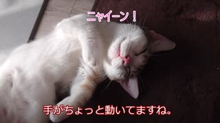 【マンチカンの子猫】びびちゃんのゴロゴロタイム｜びびちゃんねる