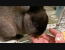 【ウサギ】うさざつ　一月号【琴葉茜】