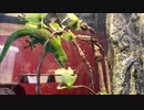 グランディスヒルヤモリがペロペロするだけの動画