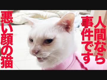 ウチューネコ、事件で悪い顔の猫になる