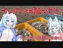 2024年1月30日　農作業日誌P890　一生懸命にジャガイモを植えました