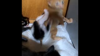 【ショート】突き上げ猫キックされ回転しながら落ちる子猫