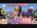 ●MM Trip●【エジプト編】【第１０章 エジプトで桃太郎伝説！？　クレオパトラが愛した香水にも巡り合っちゃう！！】