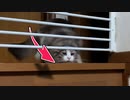 15万回再生された『猫脱出事件』一歩間違えたら脱走！？一部始終を捉えた…！【ゆっくり実況】