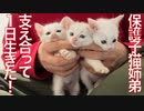 ひ弱な保護幼猫、きょうだい猫の支えで1日を生き延びる